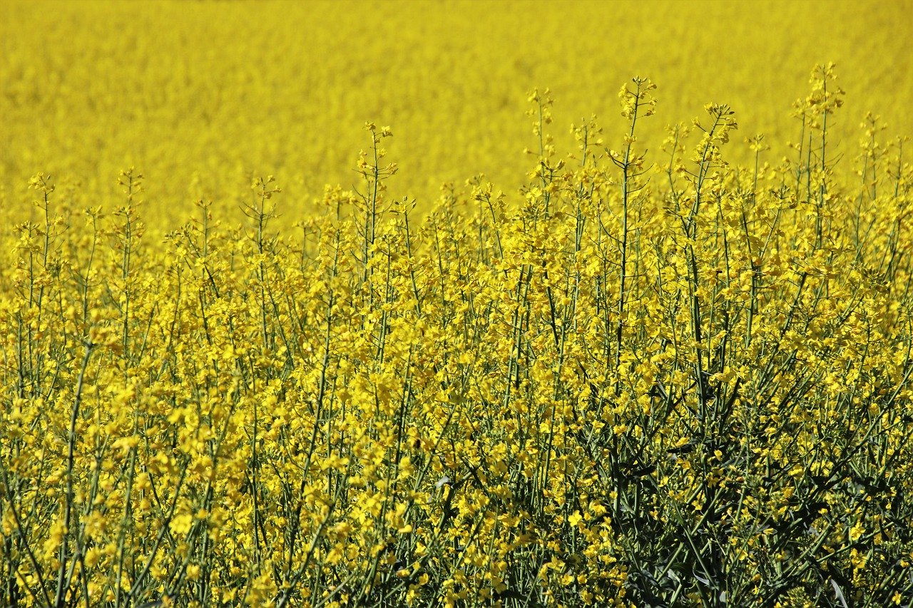 Skuteczne środki ochrony kukurydzy przed insektami i chwastami